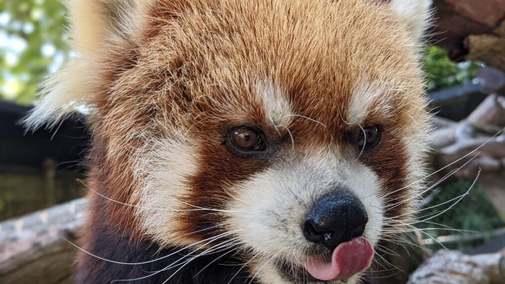 Red Panda Eating