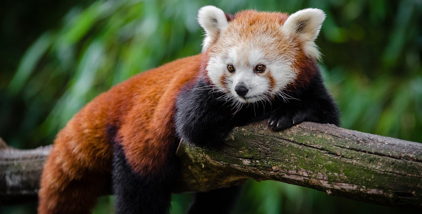 Red Panda with White Face