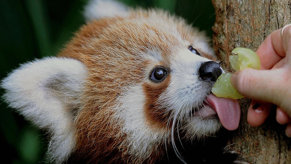 Red Panda on Tree
